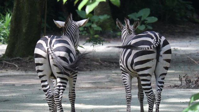 Zebras behind while waving their tails. Zebra ass and tails