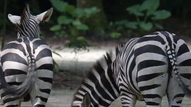 Zebras behind while waving their tails. Zebra ass and tails