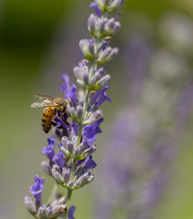 lavender flower and bee