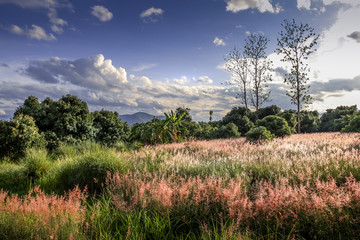 Amazing romantic landscape with wild pink flowers, beautiful cloudy sky and mountain in the background with perfect natural light