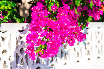 Amazing flowers in Greece