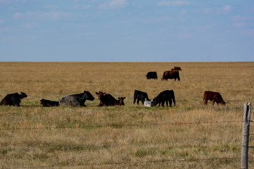 Grass Fed Cattle on the Prairie in Spring 
