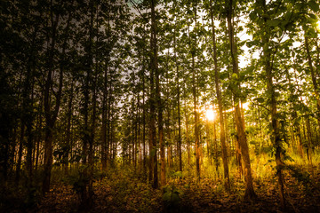 vertical concept in nature, mysterious forest with plenty of teak trees with amazing light during sunset