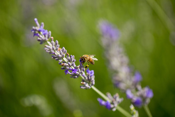 lavender flower and bee