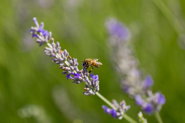 lavender flower and bee
