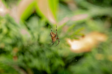 European garden spider weaves a net for hunting