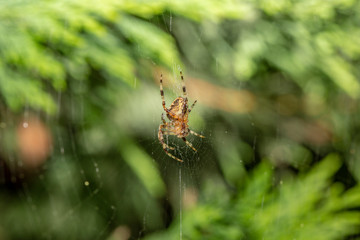 European garden spider weaves a net for hunting