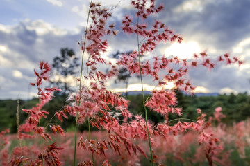 Romantic blurred pink flowers with cloudy sky in the background