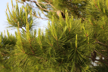 Green pine needles on the Adriatic coast