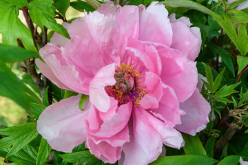 Close up of a pink peony flower in direct sunlight, in a garden in a sunny spring day