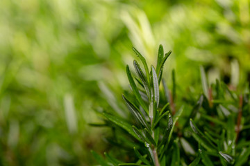 green yellow flowers foreground net background flu