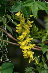 Yellow flowers of Laburnum anagyroides, the common laburnum, golden chain or golden rain, in full bloom in a sunny spring garden