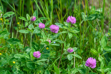 Background of fresh pink flowers and green leaves of clover or trefoil in a spring garden, close up 