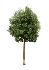 Tree isolated