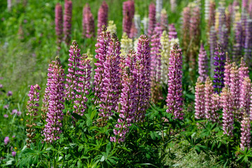 Close up of pink flowers of Lupinus, commonly known as lupin or lupine, in full bloom and green grass in a sunny spring garden
