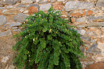 Eine Kapernpflanze mit Blüten
