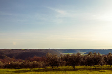 Fototapeta na wymiar Olive trees in the croatian countryside