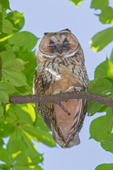 close up of owl sleeping on branch of chestnut tree at summer day