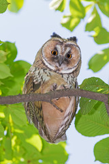 close up of owl sitting on branch of chestnut tree at summer day