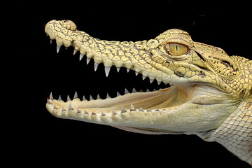 yellow crocodile typical of Asian borneo with sharp teeth which is very ferocious