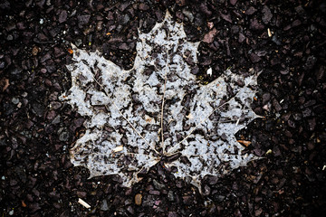 Maple leaf on asphalt