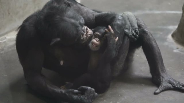 chimpanzee in zoo