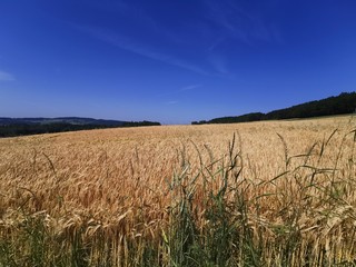 truffle foie gras gourmet fine dining restaurant