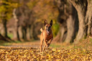 Rhodesian Ridgeback bastard. Old dog is running through a tree avenue in the woods