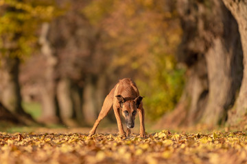 Fototapeta na wymiar Rhodesian Ridgeback bastard. Old dog is running through a tree avenue in the woods