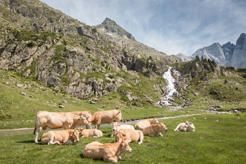Troupeaux au pied du Vignemale, Pyr&eacute;n&eacute;es