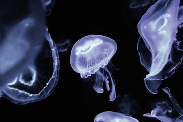Low key jellyfish sea saltwater tank aquarium ocean life 