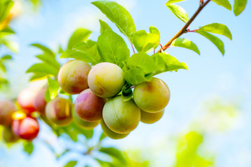 ripe organic plums on the tree