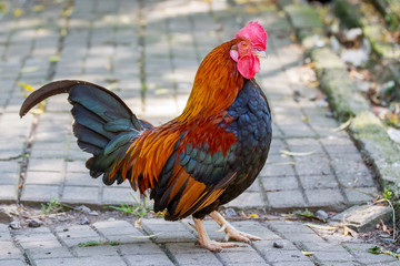 Dwarf cock brownish-black color on the farm_