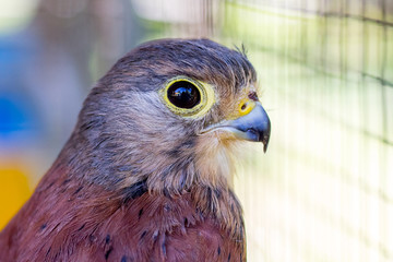 Fototapeta premium Sparrow hawk close-up on a blurry background_