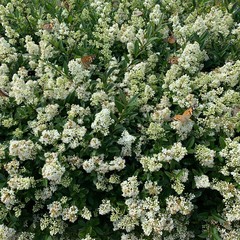 Bl&uuml;hende wei&szlig;e Pflanzen mit Schmetterlingen