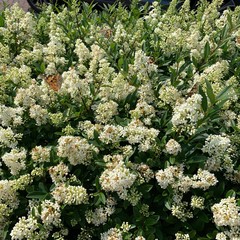 Bl&uuml;hende wei&szlig;e Pflanzen mit Schmetterlingen