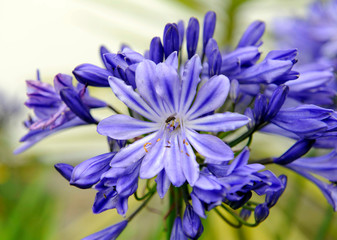 Agapanthus