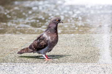 Dark gray dove near the fountain in sunny weather_