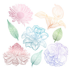 Set of flowers. Vector illustration.
