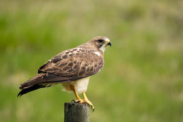 Ferruginous Hawk on a Fence Post