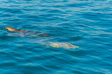 Turtle in the sea water