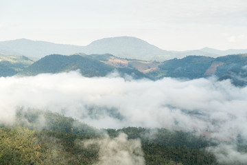 Fog on forest.