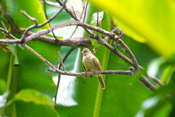 Brown bird perched on a branch