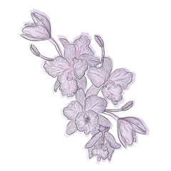 Flower Orchid isolated on white background. Vector illustration, 