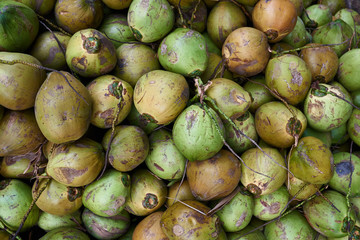 Staking green coconut water