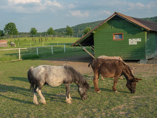 Fototapeta na wymiar Small Horse Pony and donkey Grazing in a Corral with wooden farm house cote stable in afternoon golden hour light on lush green grass pasture background