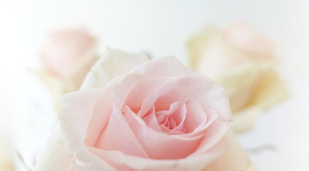 Rose flower close-up. Wedding abstract soft background.