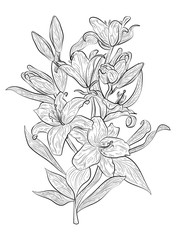 Flower Lily isolated.  Vector illustration.