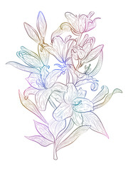 Flower Lily isolated.  Vector illustration.