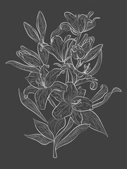 Flower Lily isolated.  Vector illustration.